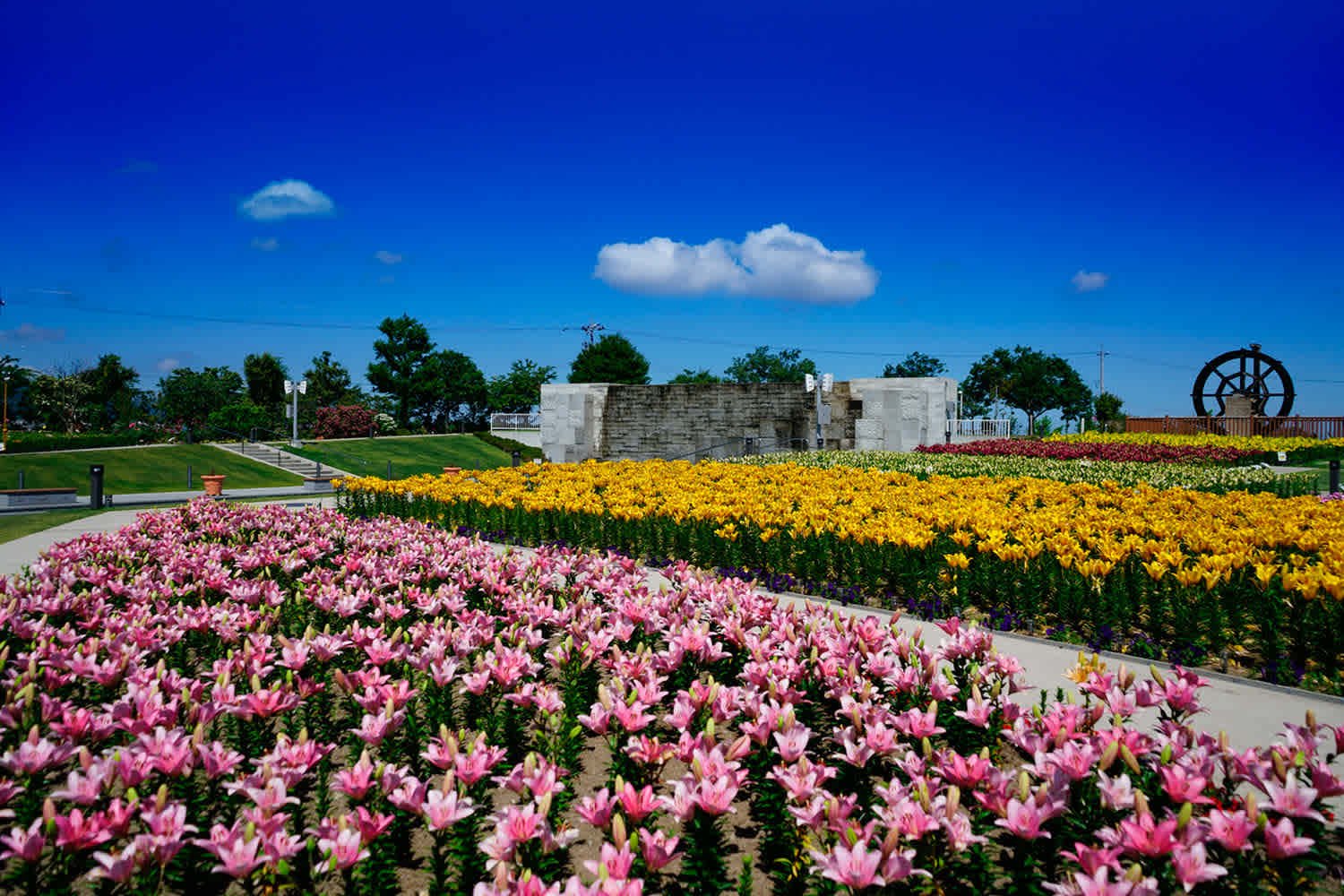 🌸 백합 마을 공원 유림 하루에 이미지 5